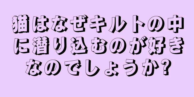 猫はなぜキルトの中に潜り込むのが好きなのでしょうか?
