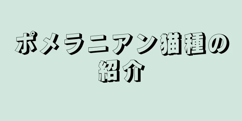 ポメラニアン猫種の紹介