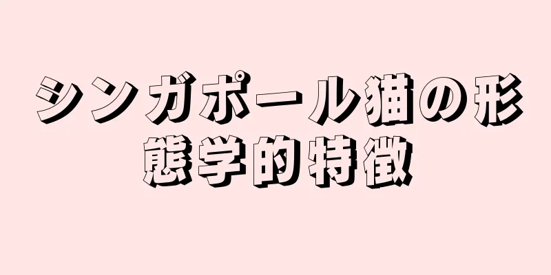 シンガポール猫の形態学的特徴