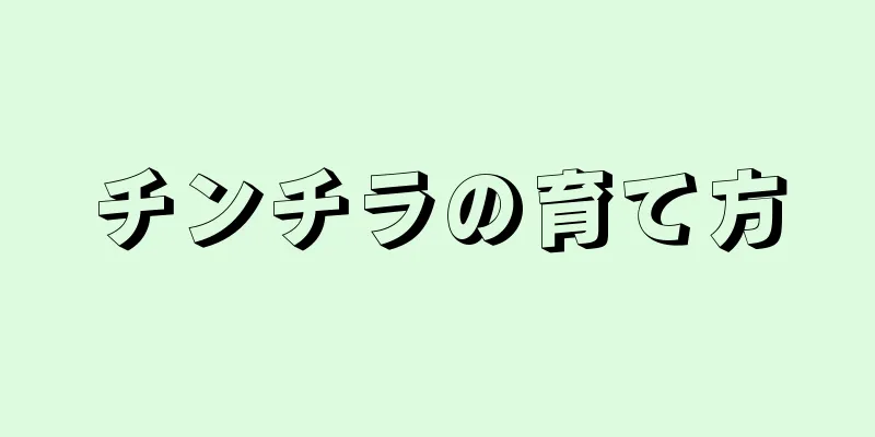 チンチラの育て方