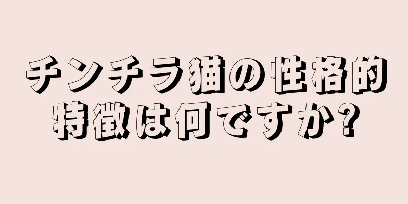 チンチラ猫の性格的特徴は何ですか?