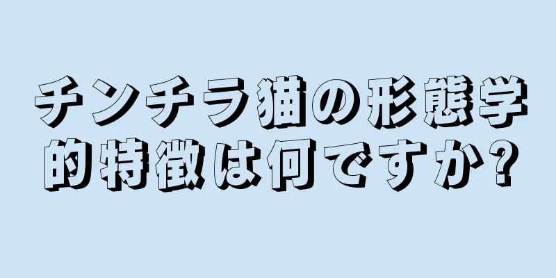 チンチラ猫の形態学的特徴は何ですか?