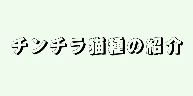 チンチラ猫種の紹介