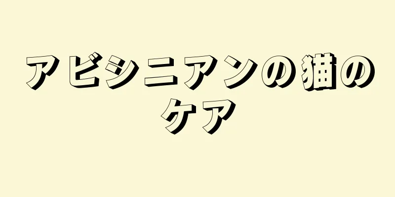 アビシニアンの猫のケア