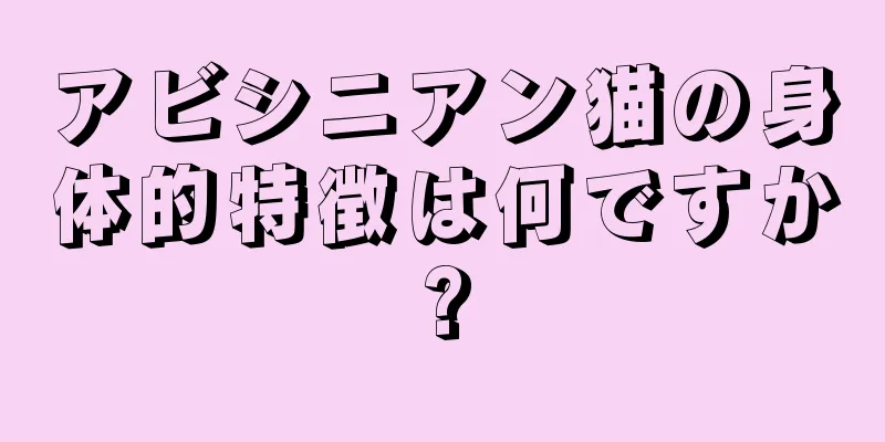 アビシニアン猫の身体的特徴は何ですか?