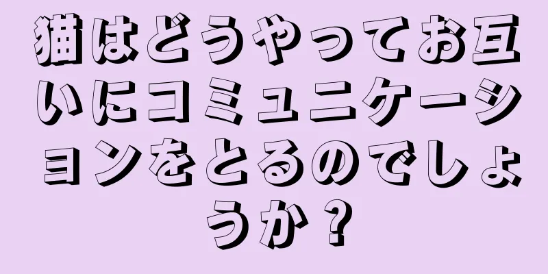 猫はどうやってお互いにコミュニケーションをとるのでしょうか？
