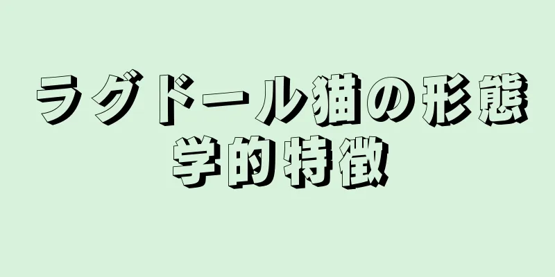 ラグドール猫の形態学的特徴