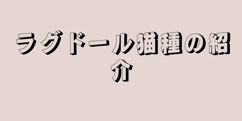 ラグドール猫種の紹介