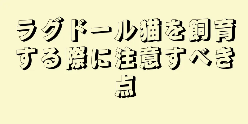 ラグドール猫を飼育する際に注意すべき点