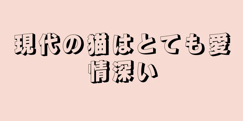 現代の猫はとても愛情深い