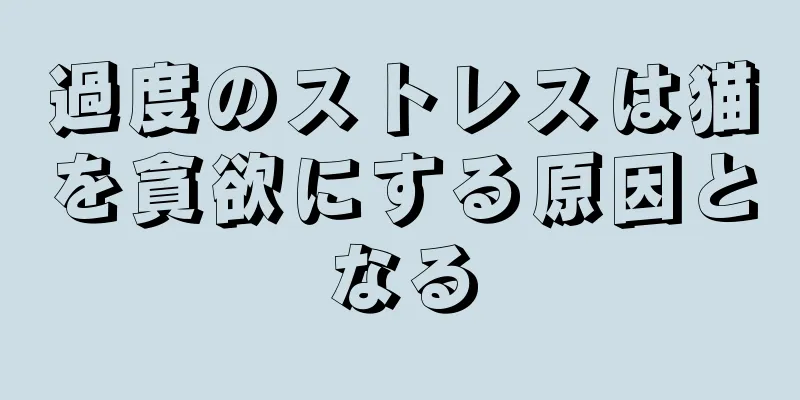 過度のストレスは猫を貪欲にする原因となる