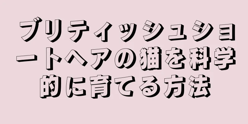 ブリティッシュショートヘアの猫を科学的に育てる方法