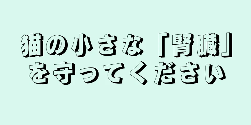 猫の小さな「腎臓」を守ってください