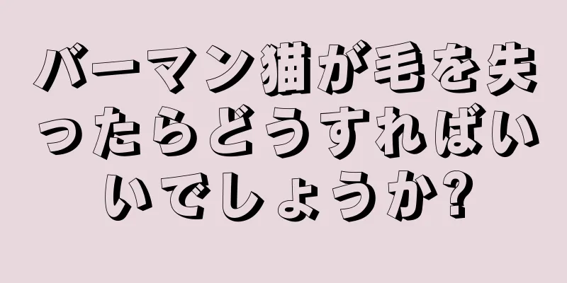 バーマン猫が毛を失ったらどうすればいいでしょうか?