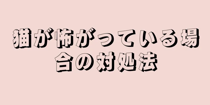 猫が怖がっている場合の対処法