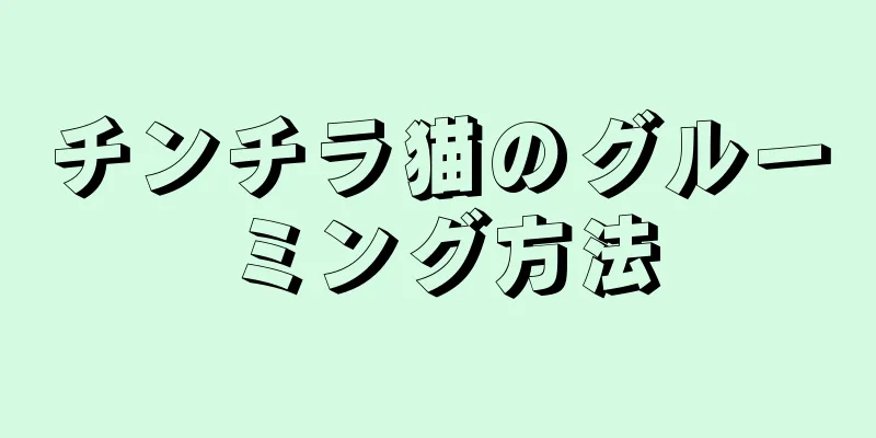 チンチラ猫のグルーミング方法