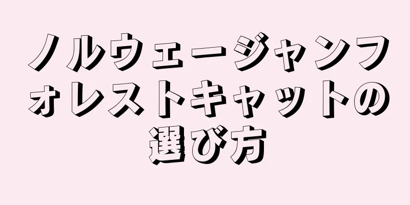 ノルウェージャンフォレストキャットの選び方