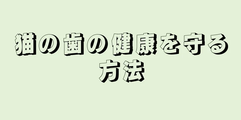 猫の歯の健康を守る方法