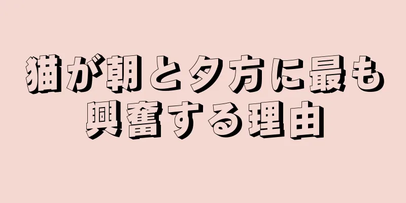 猫が朝と夕方に最も興奮する理由