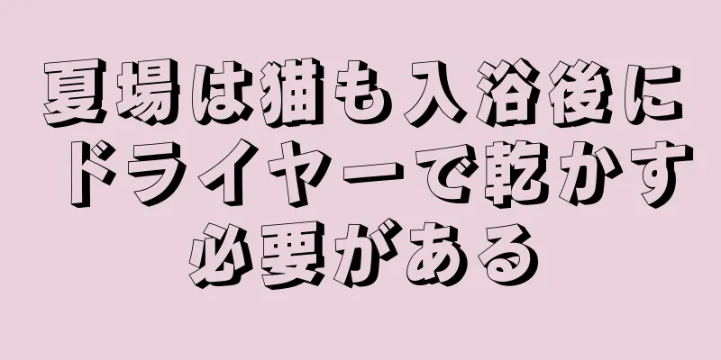 夏場は猫も入浴後にドライヤーで乾かす必要がある