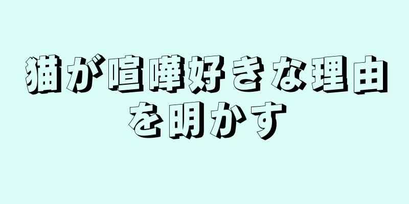 猫が喧嘩好きな理由を明かす