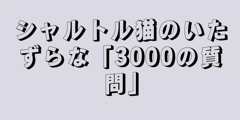 シャルトル猫のいたずらな「3000の質問」