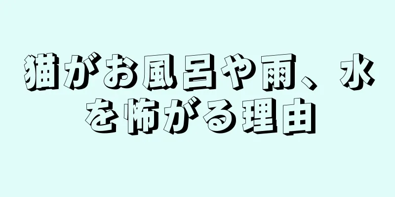 猫がお風呂や雨、水を怖がる理由