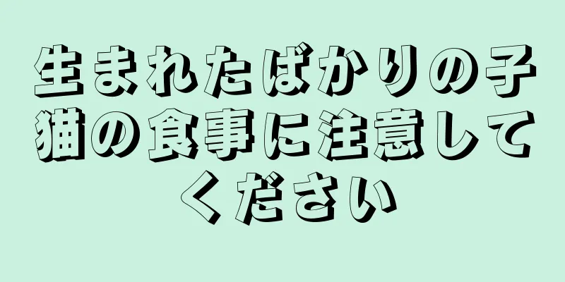 生まれたばかりの子猫の食事に注意してください
