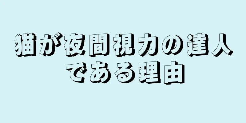 猫が夜間視力の達人である理由