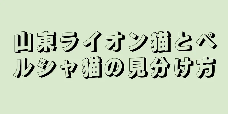 山東ライオン猫とペルシャ猫の見分け方