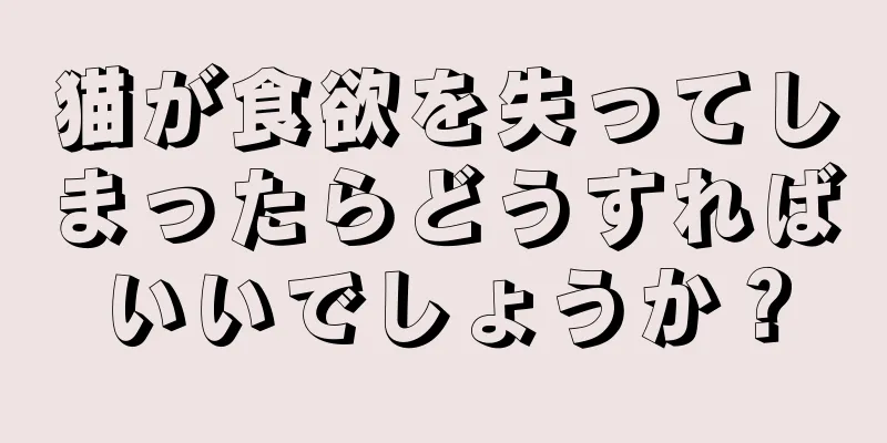 猫が食欲を失ってしまったらどうすればいいでしょうか？