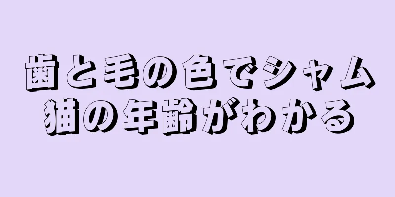 歯と毛の色でシャム猫の年齢がわかる