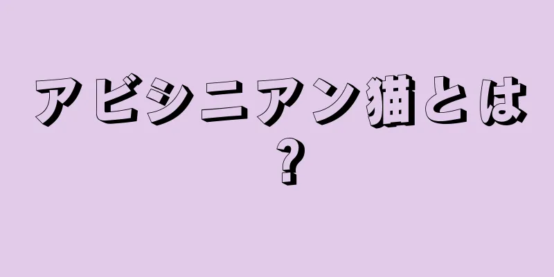 アビシニアン猫とは？