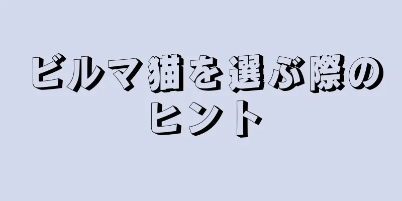 ビルマ猫を選ぶ際のヒント