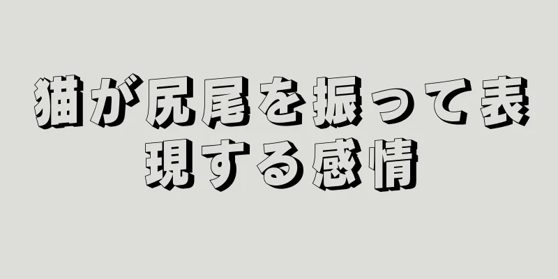 猫が尻尾を振って表現する感情