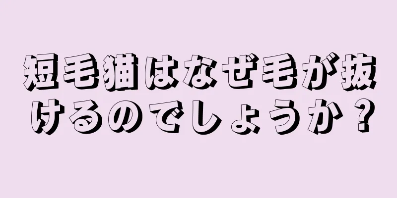 短毛猫はなぜ毛が抜けるのでしょうか？