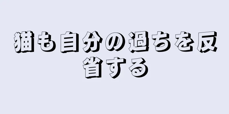 猫も自分の過ちを反省する