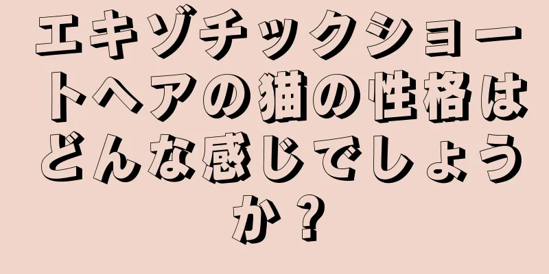 エキゾチックショートヘアの猫の性格はどんな感じでしょうか？