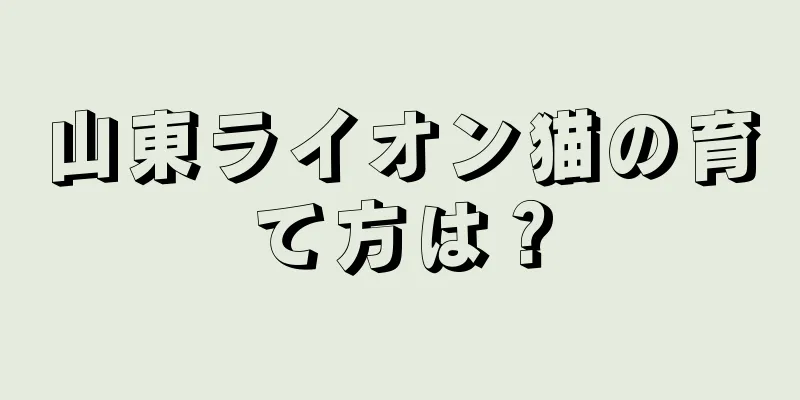 山東ライオン猫の育て方は？