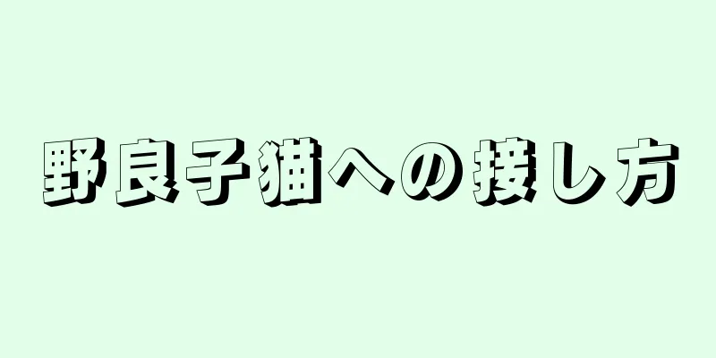 野良子猫への接し方