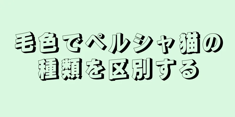 毛色でペルシャ猫の種類を区別する