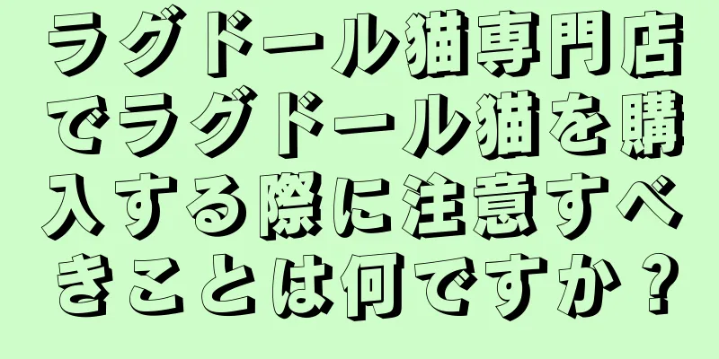 ラグドール猫専門店でラグドール猫を購入する際に注意すべきことは何ですか？
