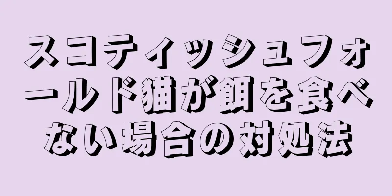 スコティッシュフォールド猫が餌を食べない場合の対処法
