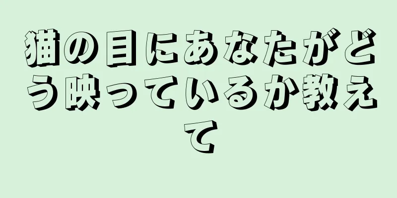 猫の目にあなたがどう映っているか教えて