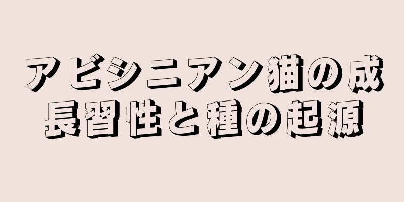 アビシニアン猫の成長習性と種の起源