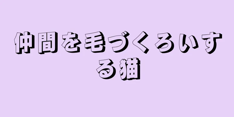 仲間を毛づくろいする猫