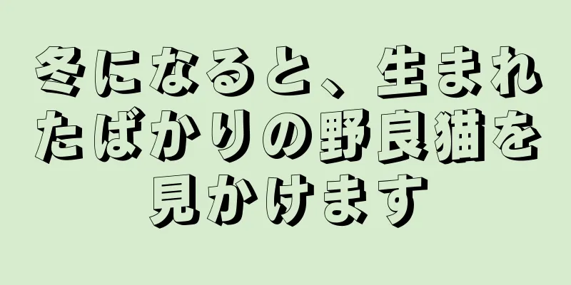 冬になると、生まれたばかりの野良猫を見かけます