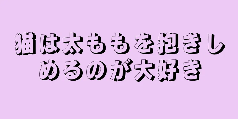 猫は太ももを抱きしめるのが大好き