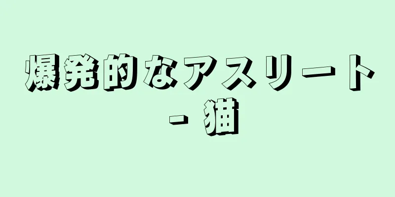 爆発的なアスリート - 猫
