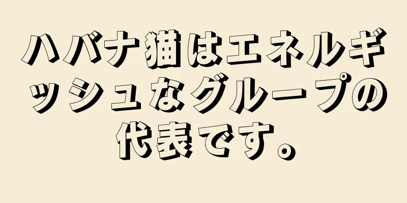 ハバナ猫はエネルギッシュなグループの代表です。